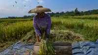 Beras Makin Mahal, Kenaikan Merata dari Penggilingan Hingga Eceran