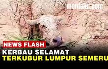VIDEO: DRAMATIS! Kerbau dan Kucing Selamat Diterjang Lumpur Erupsi Gunung Semeru