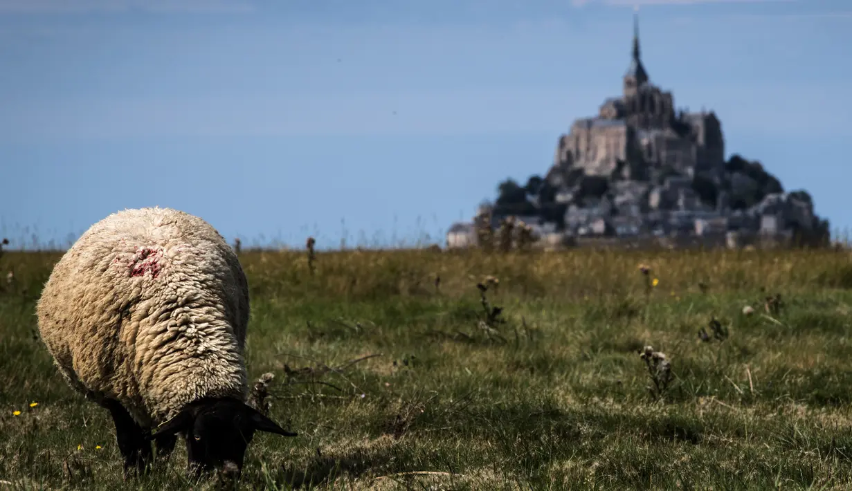 Seekor domba memakan rumput di ladang di depan Mont-Saint-Michel di Normandia, Prancis barat laut (31/8/2019). Mont Saint Michel memiliki keliling sekitar 960 meter dengan ketinggian 92 meter dari permukaan laut. (AFP Photo/Joel Saget)