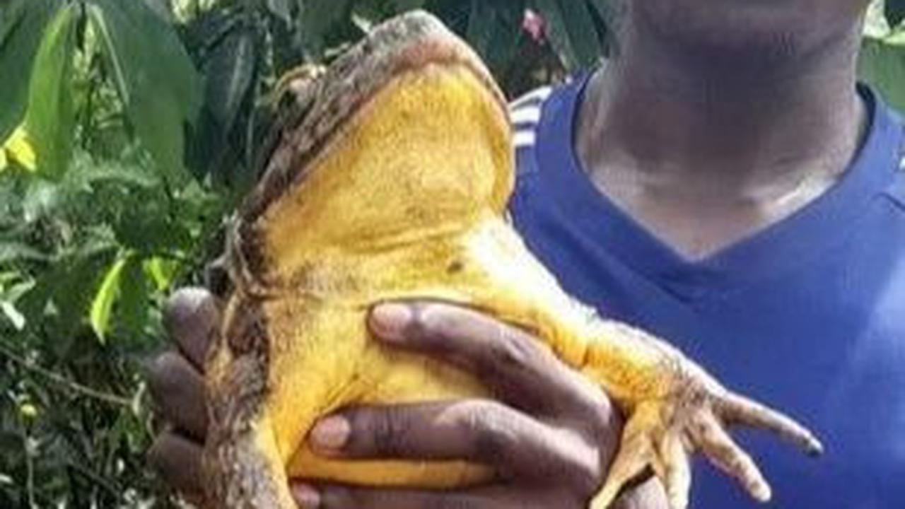 Kodok Terbesar di Dunia Bikin Ilmuwan Takjub, Bisa Membuat Kolam Sendiri
