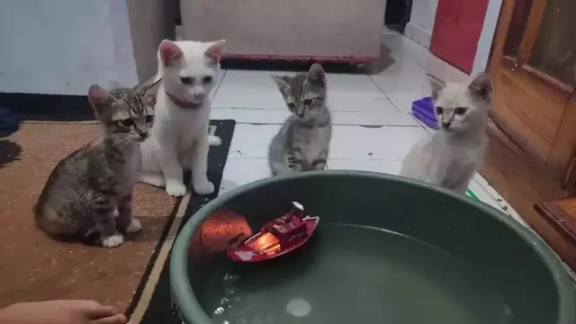 7 Potret Kucing Lagi Asik Bermain, Tingkahnya yang Bak Bocah Ini Bikin Gemas