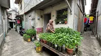 12 Sayuran yang Tetap Subur di Wadah Kecil, Mudah Ditanam dan Cepat Dipanen