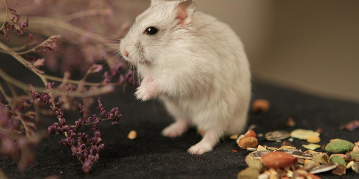 7 Cara Mengatasi Tikus Got Masuk Rumah Saat Musim Hujan, Mudah Dilakukan dan Ampuh