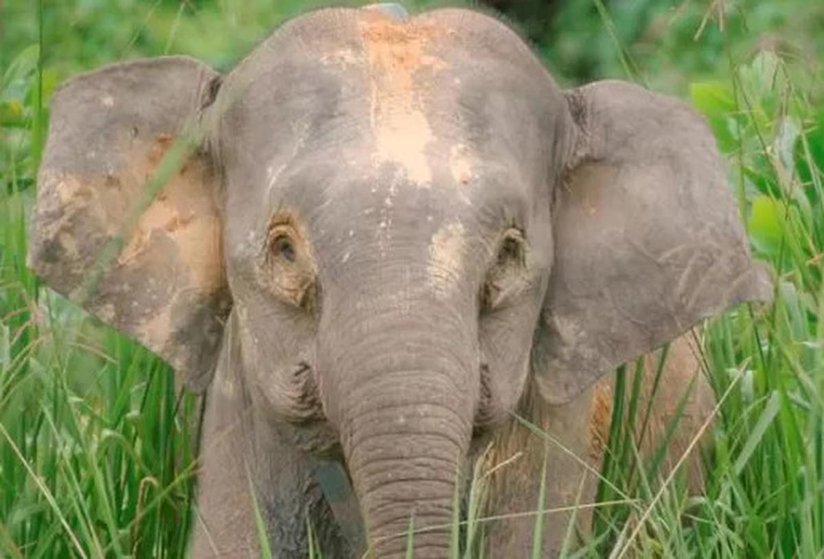 gajah kalimantan