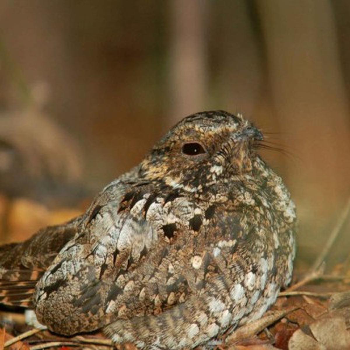 Nightjar