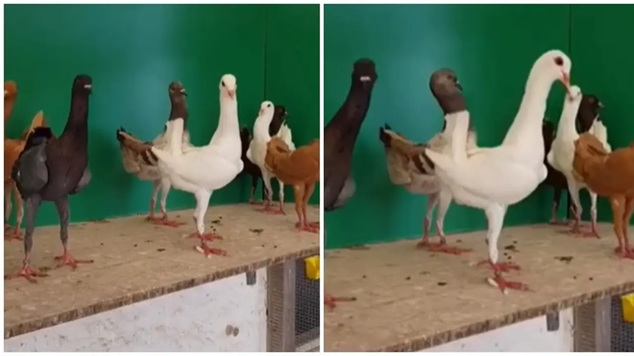 Viral Video Merpati Punya Kaki Mirip Ayam, Curi Perhatian Netizen