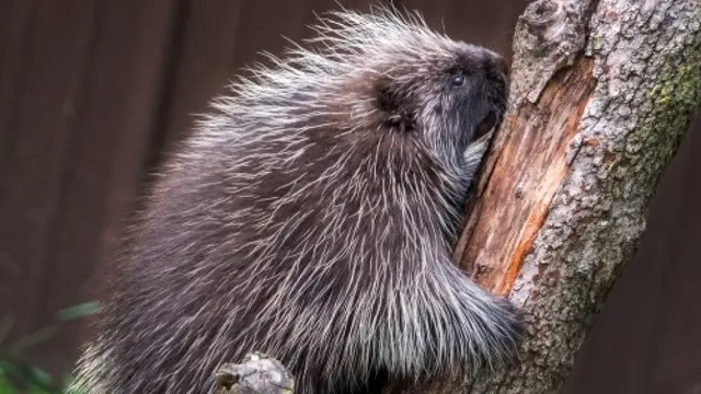 Landak Amerika Utara (Erethizon dorsatum)