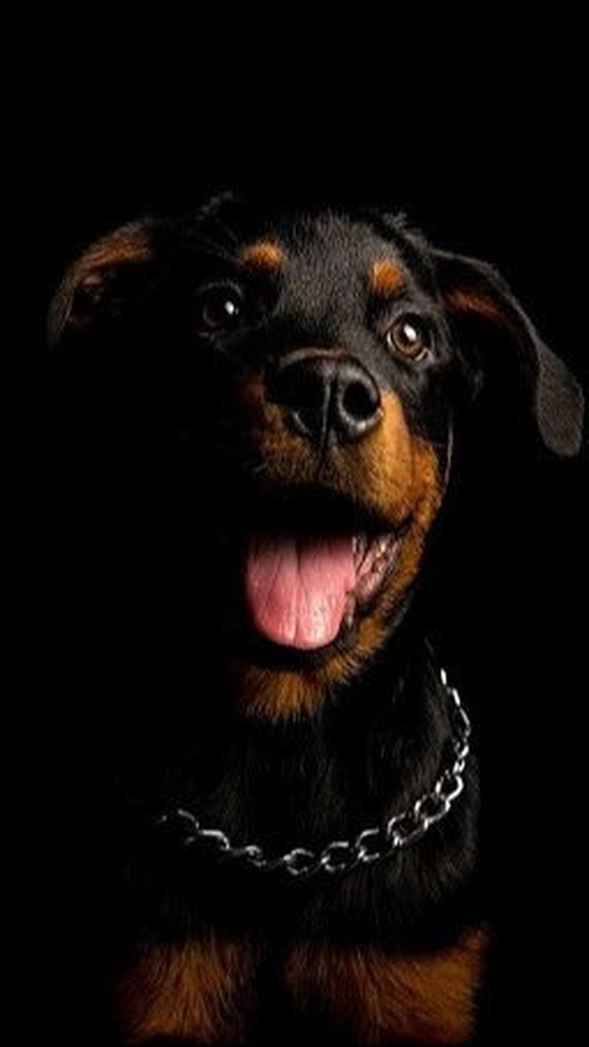 3. Anjing