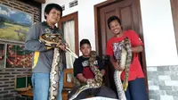 Vita dan dua ekor ular piton lainnya sudah jinak dan biasa dipegang oleh manusia. (Foto: Liputan6.com/Muhamad Ridlo)