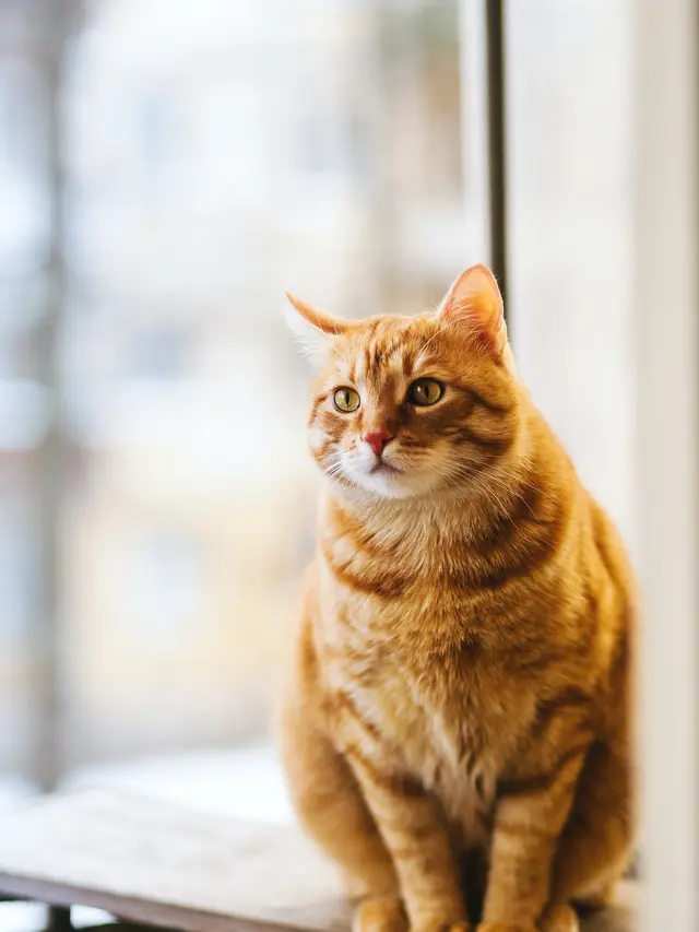 Penyebab Bulu Kucing Rontok Akibat Infeksi