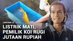 Imbas Listrik Mati, Pemilik Ikan Koi Rugi Jutaan Rupiah