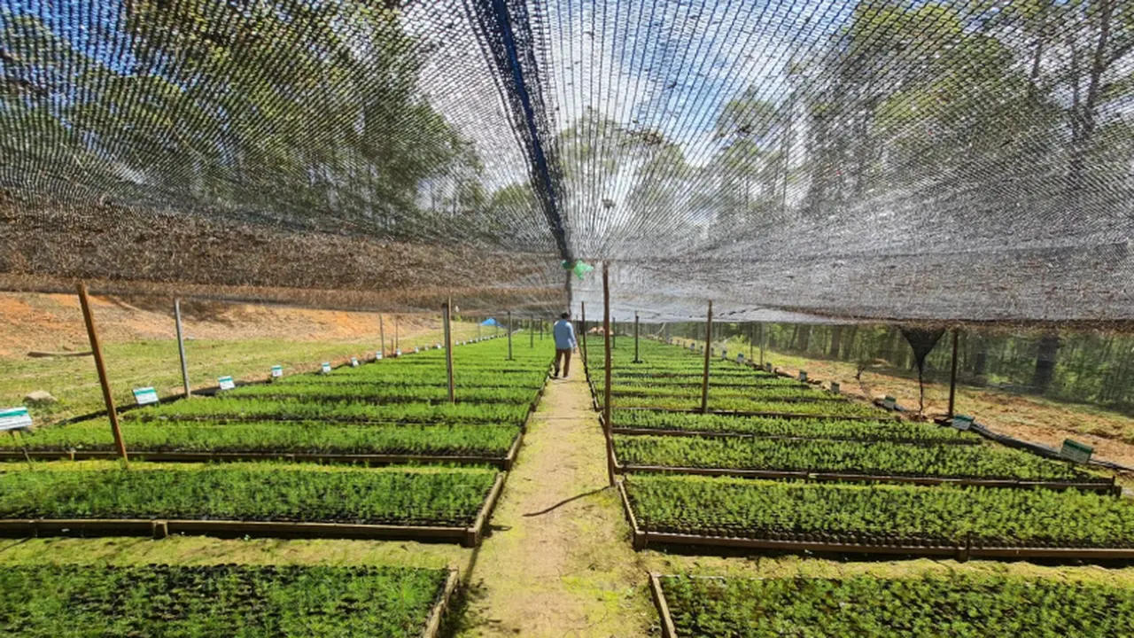 PT Tusam Hutani Lestari (Foto: laman Tusam Hutan Lestari)