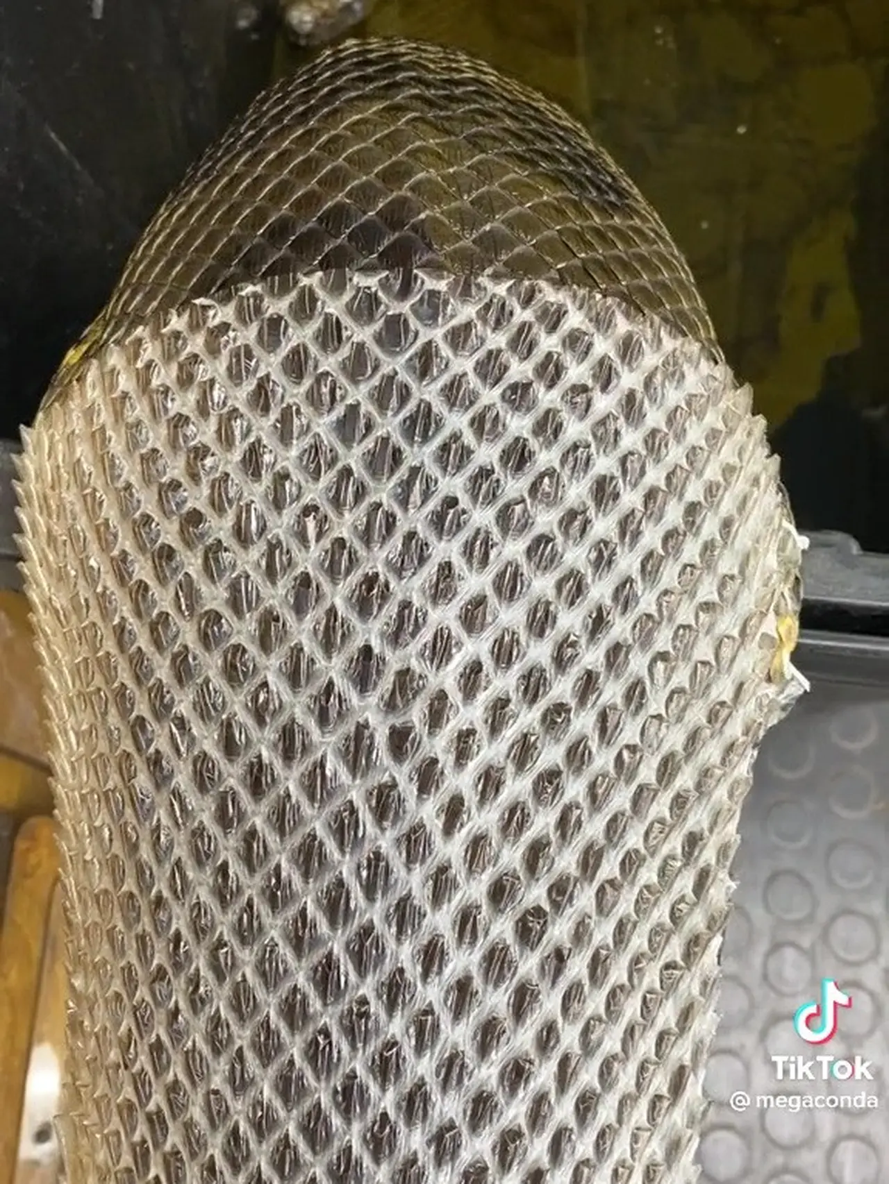 Wanita Ini Bantu Ular Anaconda Ganti Kulit Sambil Mandi, Bikin