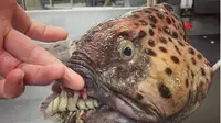 Ikan-ikan tangkapan nelayan asal Rusia ini memiliki bentuk aneh dan mengerikan. (Doc: Instagram.com/rfedortsov_official_account)