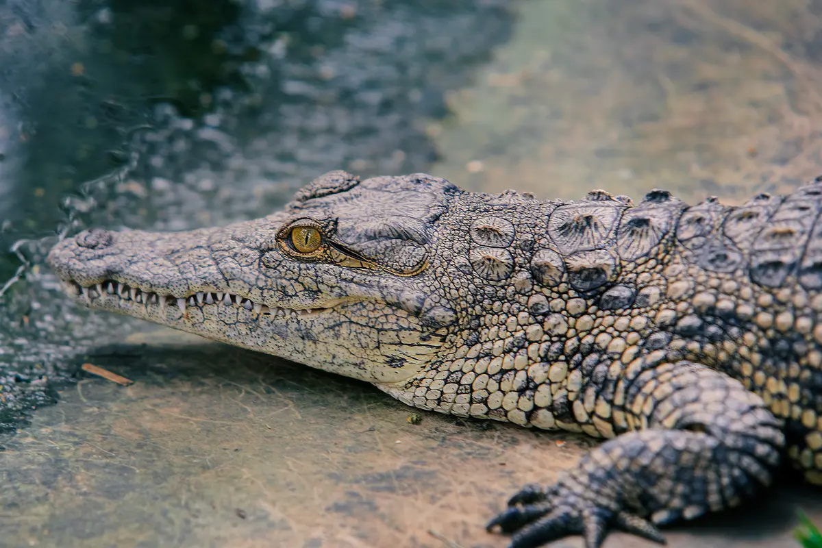 buaya