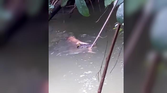 Detik-detik seekor buaya menepikan tubuh Syarifuddin ke tepi sungai (suniansyah marsuni sena)