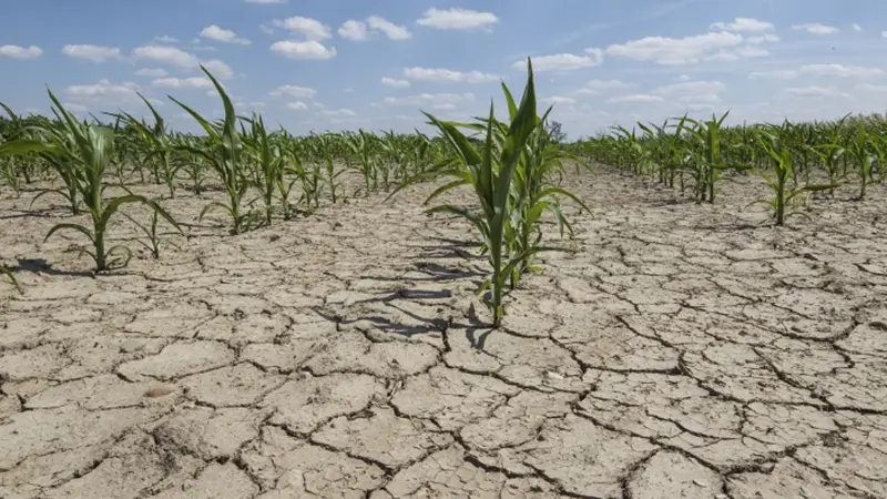 El Nino mempengaruhi produksi padi