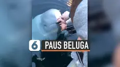 Seekor paus jenis Beluga melakukan hal yang tak terduga. Ia membawa ponsel seorang wanita yang terjatuh di dalam laut.