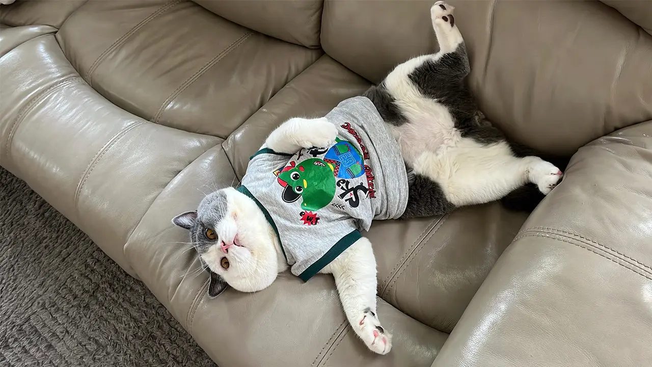 Cerita Unik Kucing Ecan yang Hasilkan Cuan Bersama Shopee Affiliate Program