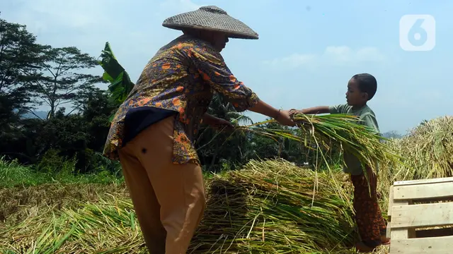 Harga Gabah Tinggi, Pemerintah Lakukan Penyesuaian HET dan HPP