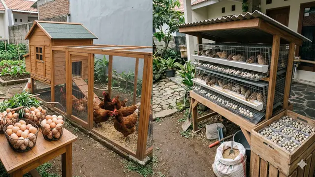 Perbandingan Untung Ayam Petelur vs Puyuh Petelur (Foto: Gemini AI)