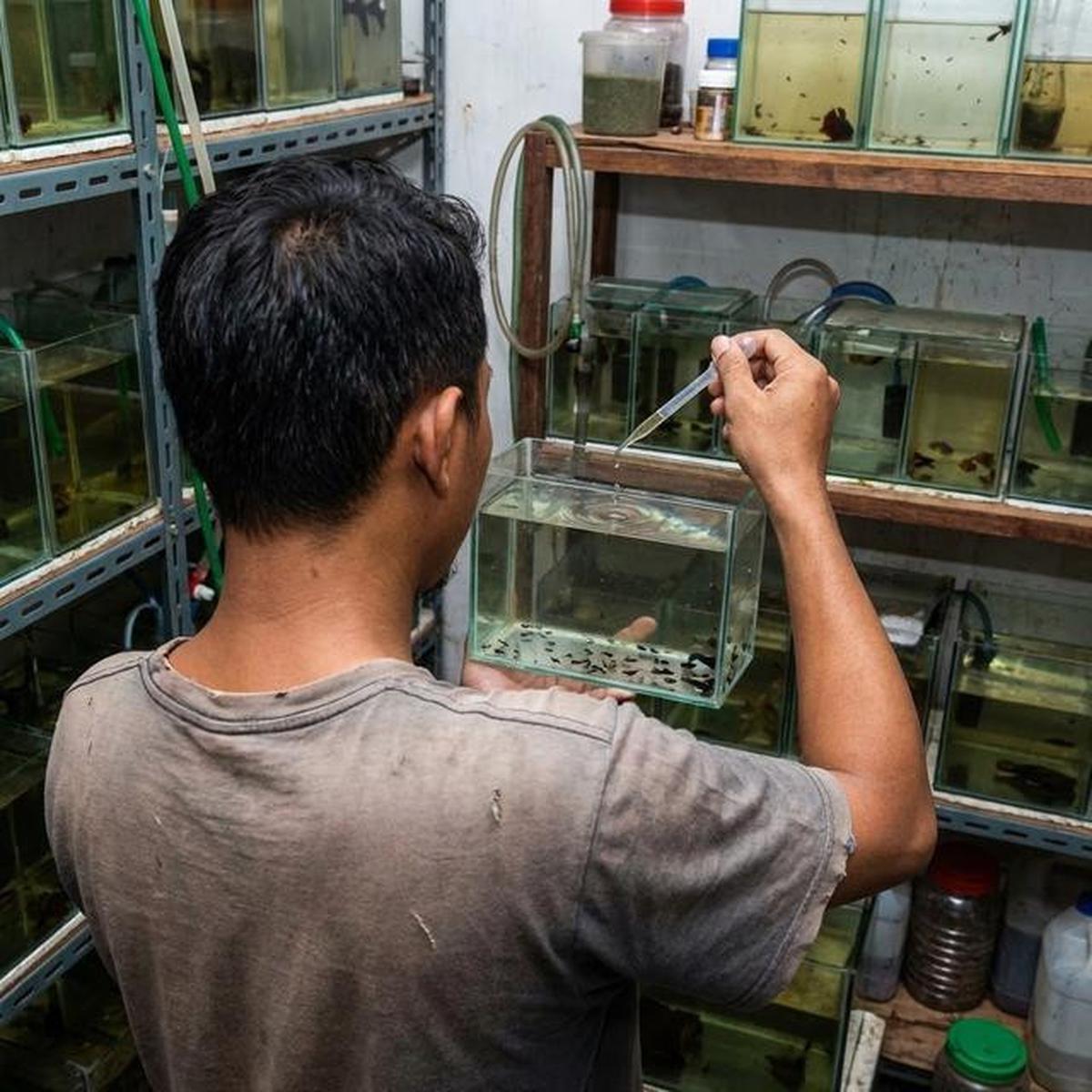 5 Cara Ternak Kutu Air Sendiri untuk Pakan Ikan Hias, Hemat ala Peternak Rumahan