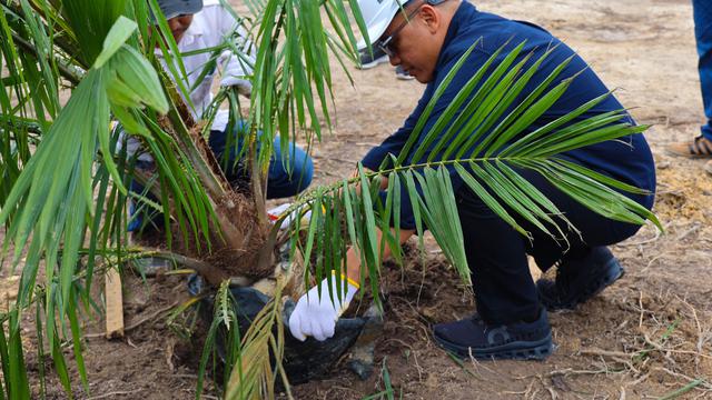 Direktur Utama PTPN IV PalmCo Jatmiko Santosa mengatakan, holding Perkebunan Nusantara III (Persero) melalui Sub Holding PTPN IV PalmCo menargetkan sebanyak 2,1 juta bibit sawit unggul bersertifikat diserap petani hingga akhir 2024.