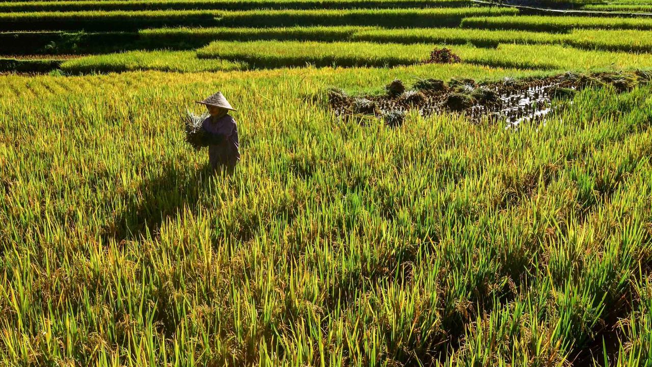 FOTO: Panen Padi di Terasering Cisalada