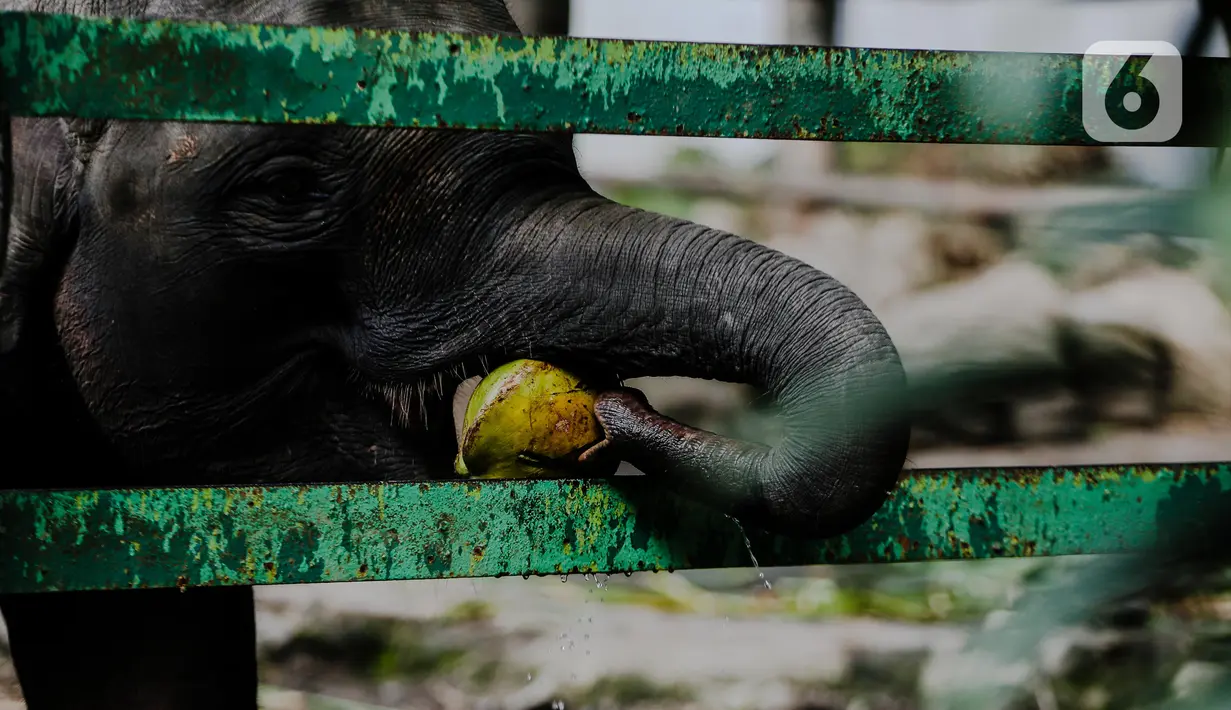 Gajah memakan kelapa dari petugas di Taman Margasatwa Ragunan, Jakarta Selatan, Senin (20/4/2020). Pihak pengelola Taman Margasatwa Ragunan tetap melakukan perawatan terhadap seluruh satwa selama pandemi virus corona COVID-19. (Liputan6.com/Faizal Fanani)
