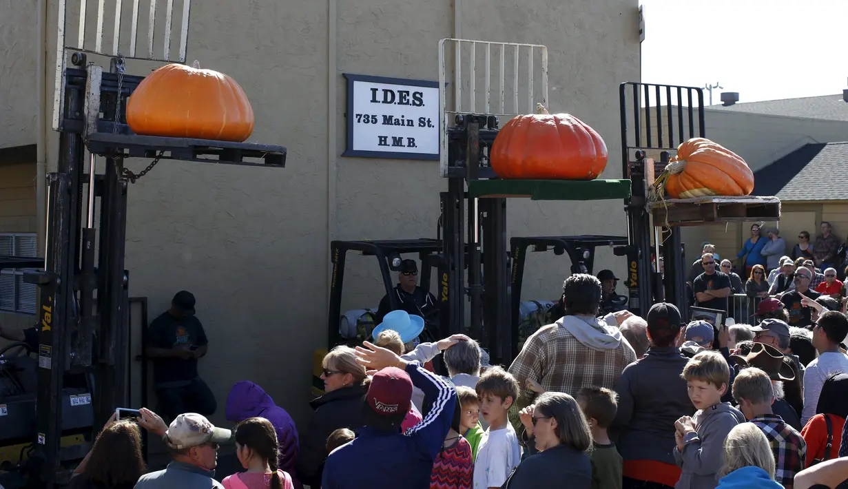 Tiga labu raksasa diikutkan pada perlombaan tahunan Safeway World Championship Pumpkin Weigh-Off yang ke-42 di Half Moon Bay, California, Senin (12/10/2015). Acara tahunan tersebut memperlombakan hasil panen berupa labu raksasa. (REUTERS/Stephen Lam)