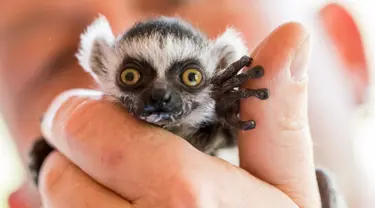 Seekor bayi lemur berekor cincin lahir pada 10 April 2017 di Taman Hewan Affenwald Straussberg, Jerman, Rabu (3/5). Bayi lemur ini diberi nama "Heather" (Arifoto UG / dpa / AFP)