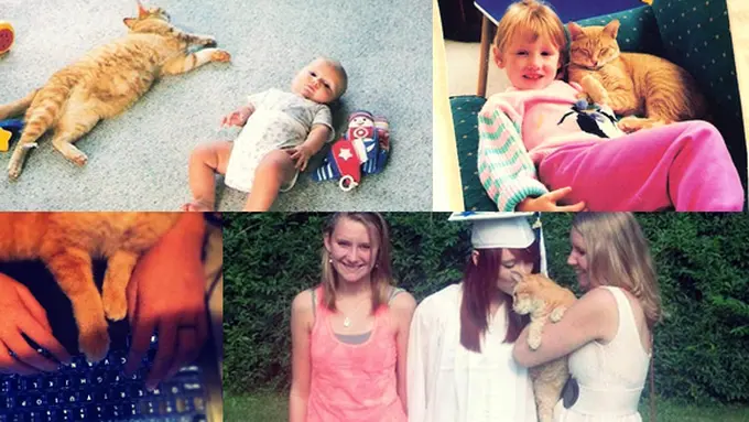 Courtesy LoveMeow.com