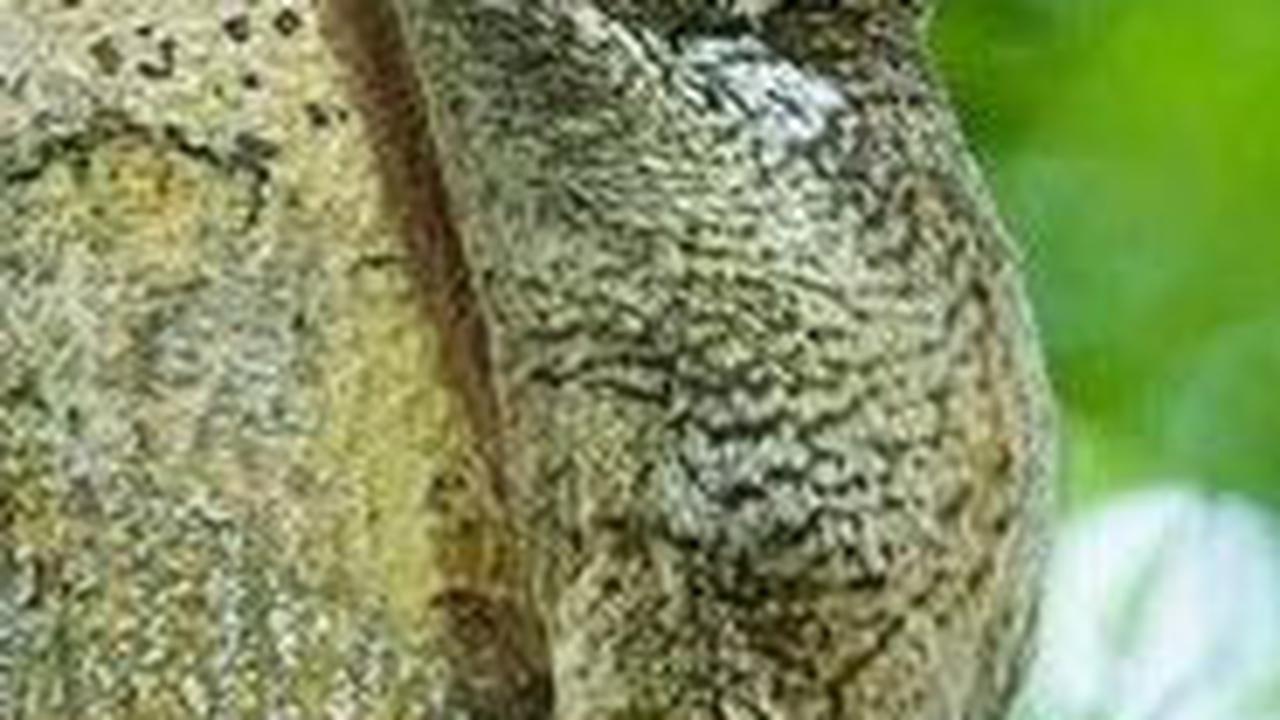 <b>Lemur Terbang</b>