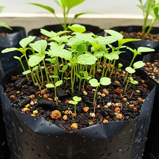 Jenis Tanaman untuk Polybag Ukuran 15x15 (Image by Gemini AI)