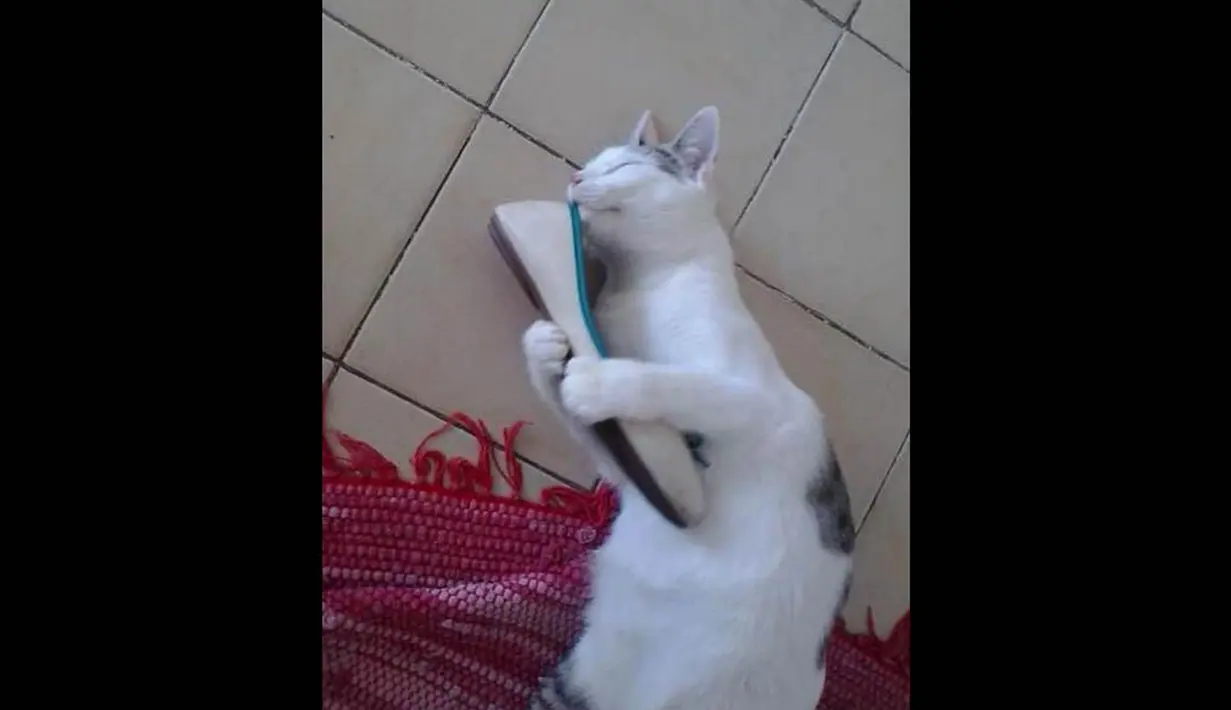Seekor kucing terlihat memeluki sepatu, sambil mencuimi aroma yang ada didalam sepatu. (Bajiroo.com)