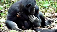 Untuk pertama kalinya, pengamatan pada simpanse membuktikan bahwa hewan itupun merawat anaknya yang cacat secara telaten.