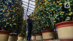 Pohon jeruk yang diimpor dari Taiwan tersebut banyak dijual menjelang perayaan Tahun Baru Imlek. (Liputan6.com/Angga Yuniar)
