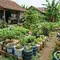 10 Barang Bekas Pengganti Polybag yang Lebih Awet dan Murah untuk Berkebun di Rumah, Pilihan Praktis untuk Pemula