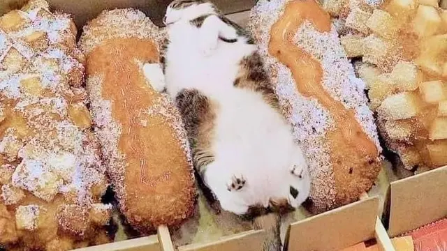 6 Tingkah Lucu Kucing Kamufalse Jadi Makanan, Pintar Menyelinap