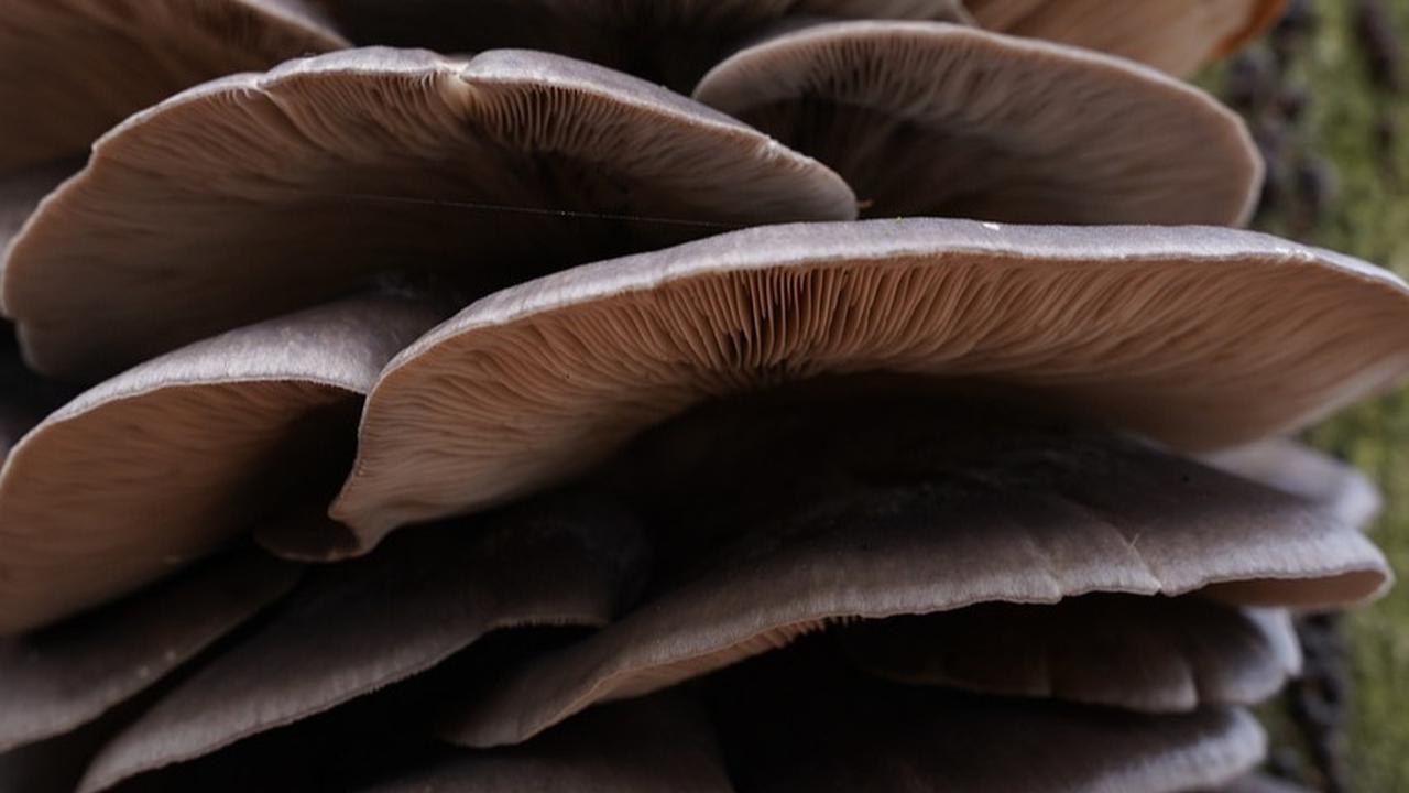10 Manfaat Jamur Maitake untuk Kesehatan, Menurunkan Gula Darah hingga Cegah Kanker