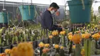 Seorang pria Peneliti dari Pyongyang Floriculture Institute meneliti dan membudidayakan kaktus dan bunga di Pyongyang, Korea Utara, DPRK (14/12/2020). (AP Photo / Jon Chol Jin)
