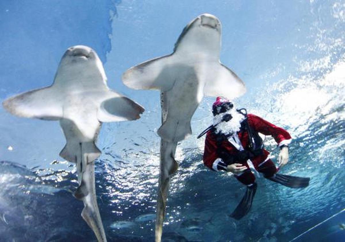Santa Klaus berenang bersama Hiu Macan Tutul