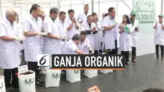 Pemerintah Thailand resmi menanam puluhan ribu bibit ganja organik di Chiang Mai. Penanaman ganja ini dimaksudkan untuk kebutuhan medis.