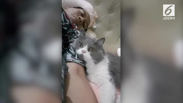 VIDEO: Sutopo Pamer Kucing, Warganet Salah Fokus