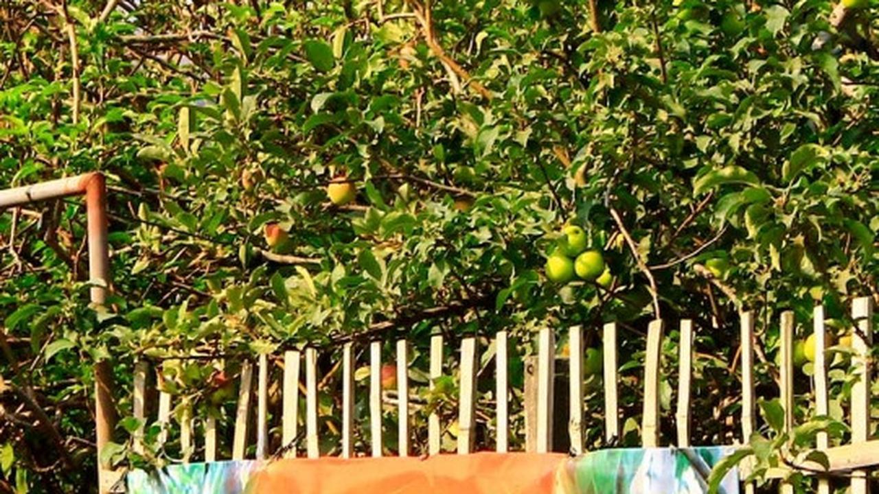 Beragrowisata ke kebun apel di Kota Batu