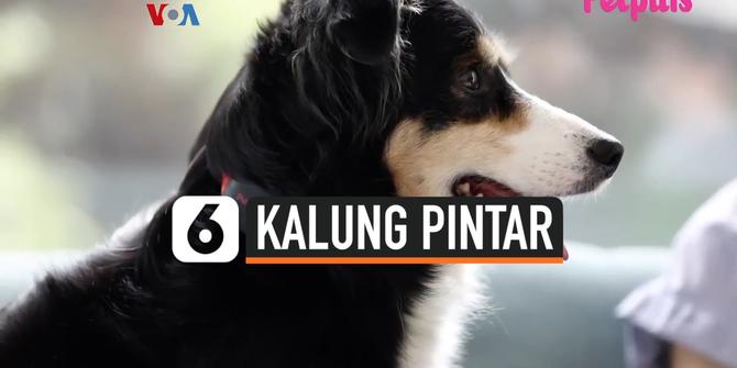 VIDEO: Kalung Pintar Pelacak Perasaan Anjing Peliharaan, Seperti Apa?