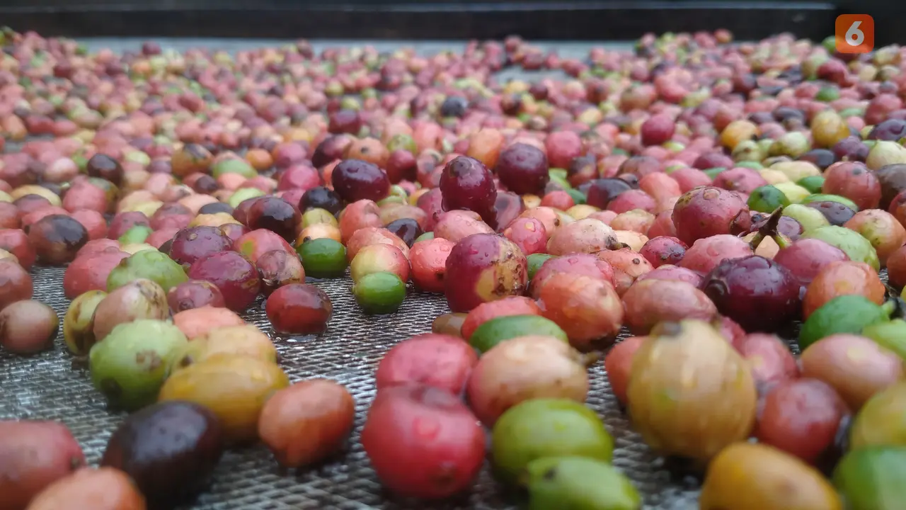 Biji kopi gelndongan dari petani (Hermawan Arifianto/Liputan6.com)