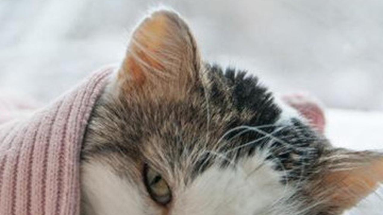 Kucing sakit