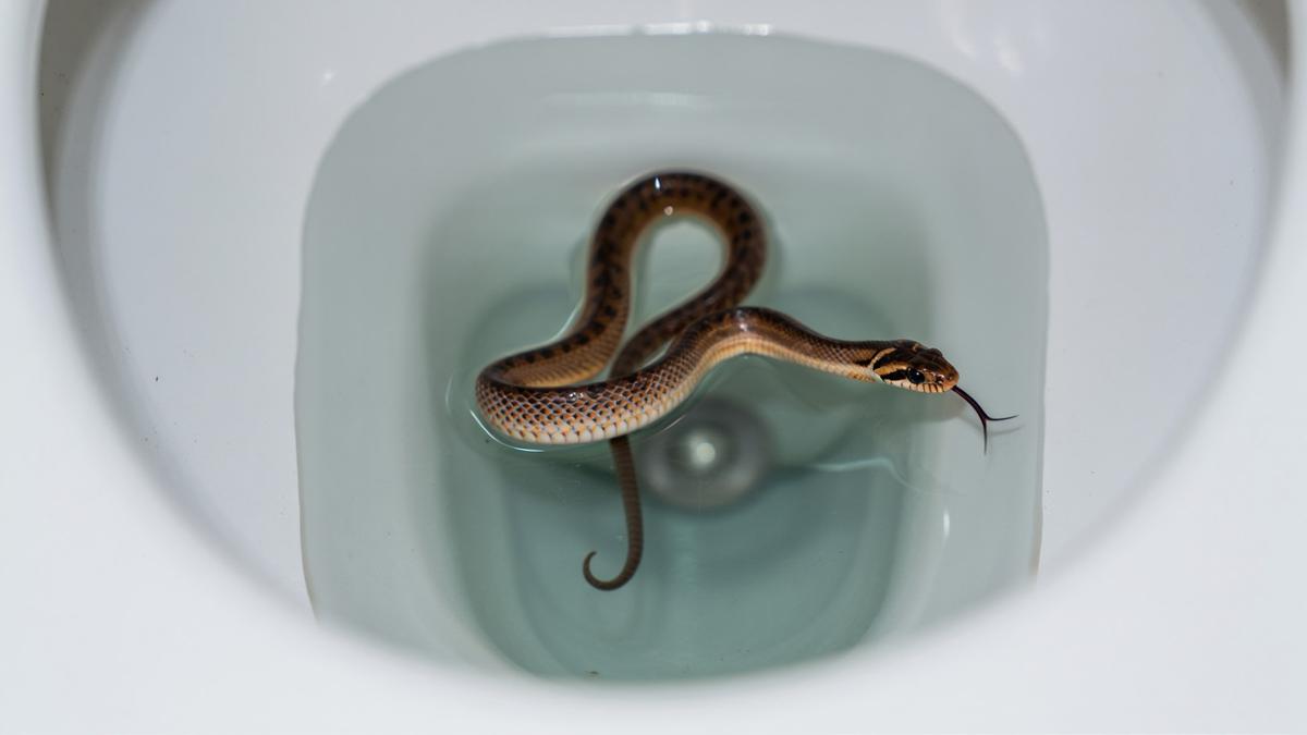 Apa yang Menarik Ular Keluar dari Kloset? Ini 8 Pemicunya yang Wajib Diketahui