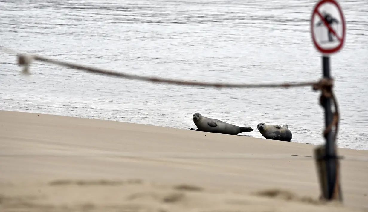 Setelah penguncian awal Covid-19, Tim Anjing Laut Utara dan pemerintah kota Ostend membuat zona khusus anjing laut dengan radius 30 meter dari hewan-hewan tersebut. (John THYS / AFP)